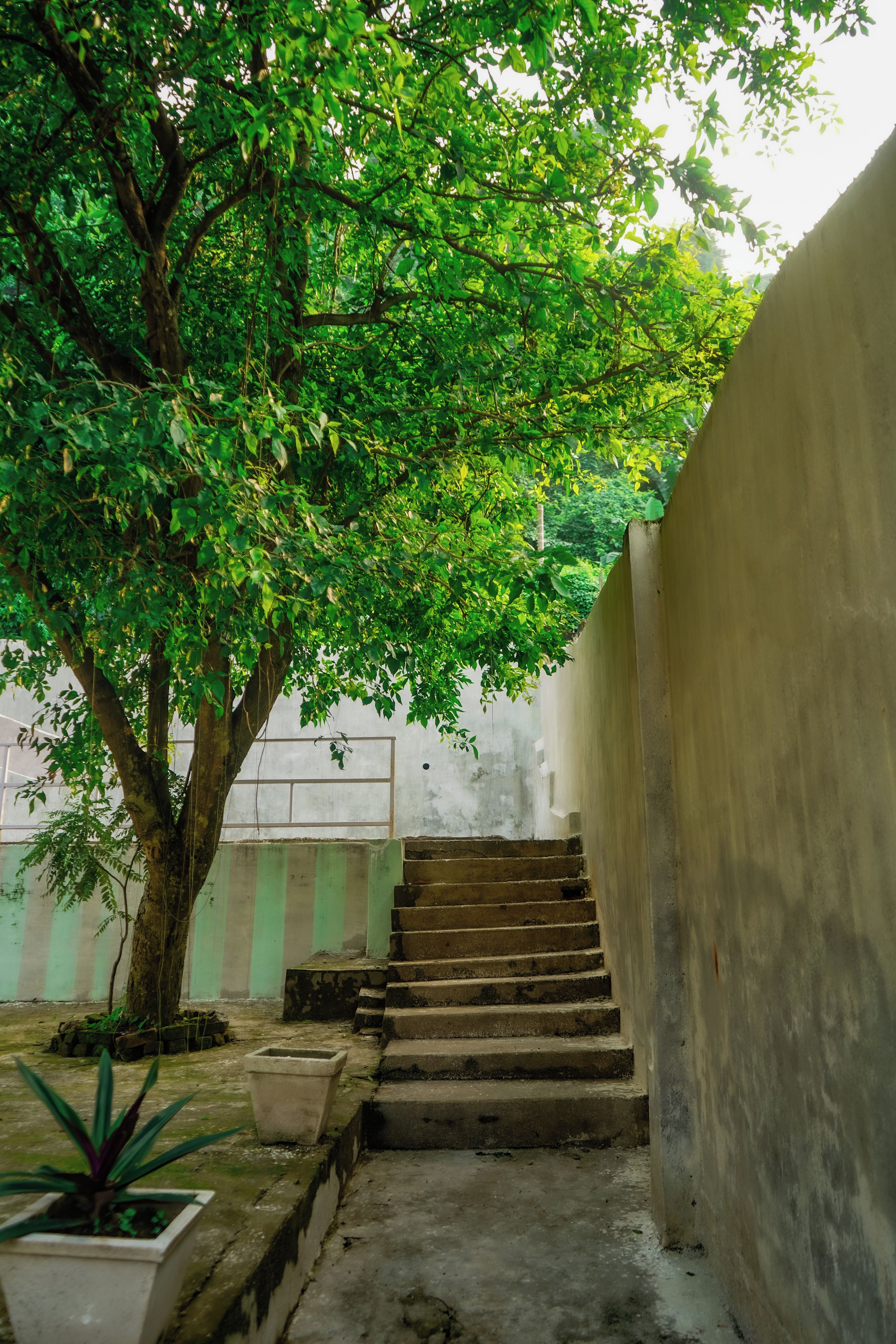 A staircase leading up to a building with a tree providing shade.