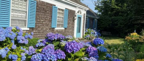 A building with a blue door and shutters, surrounded by hydrangea flowers.