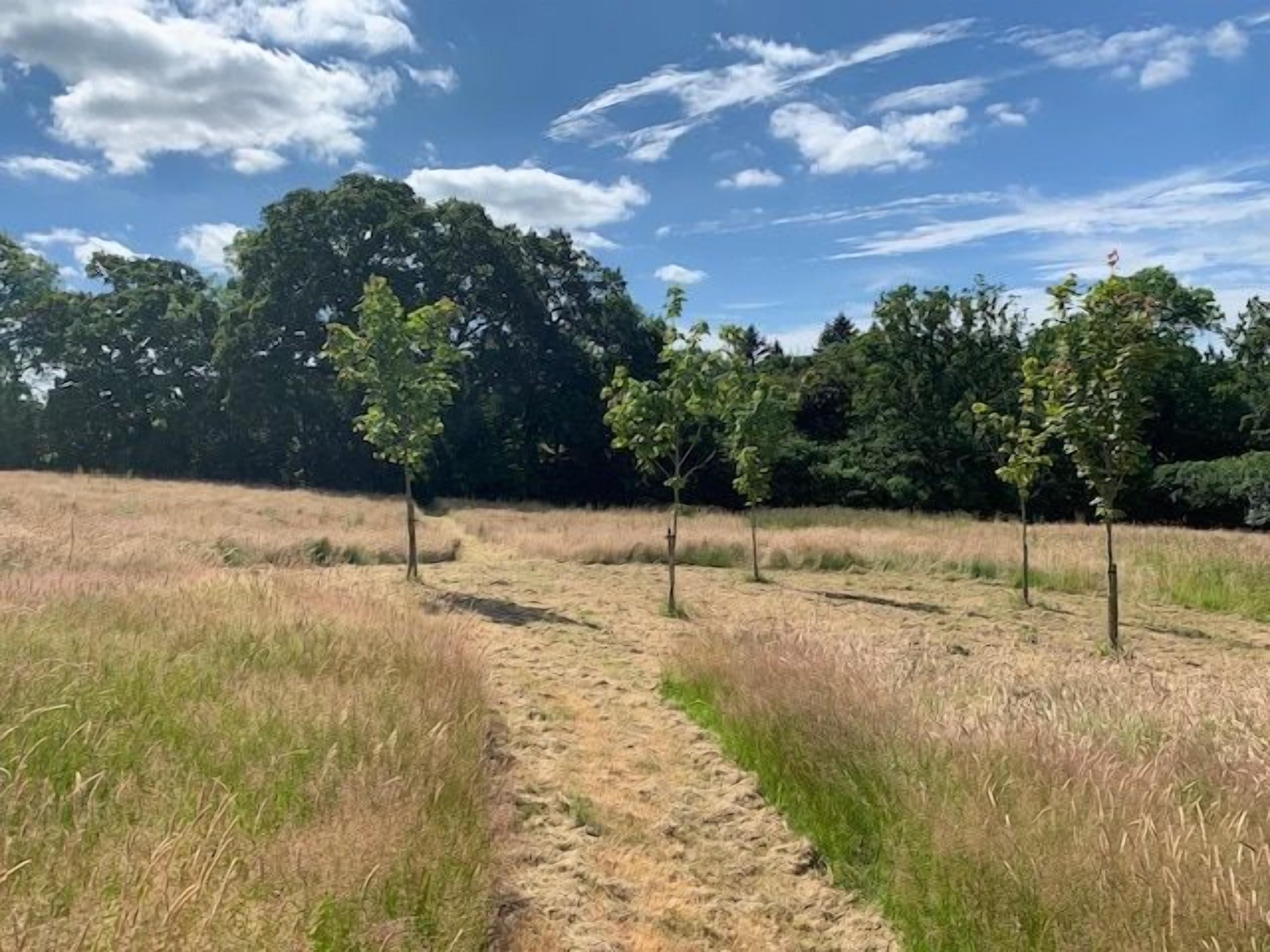 A dirt path leading through a field with young trees and a dense forest in the background.
