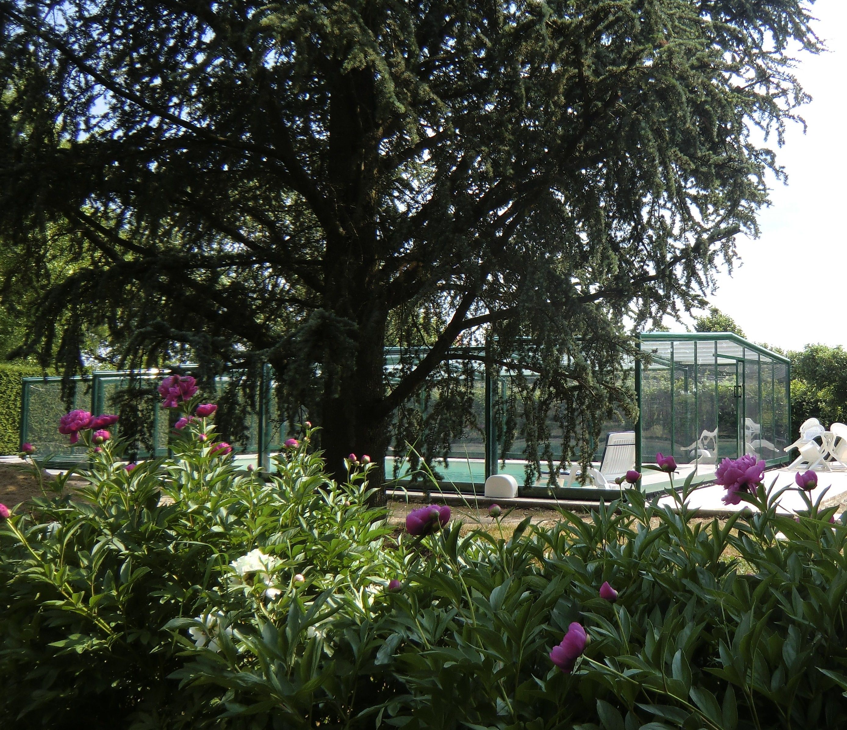 Ein großer Baum in einem Garten mit einer Glaskonstruktion und Sitzgelegenheiten im Freien.