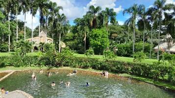 Una piscina rodeada de exuberante vegetación y palmeras.