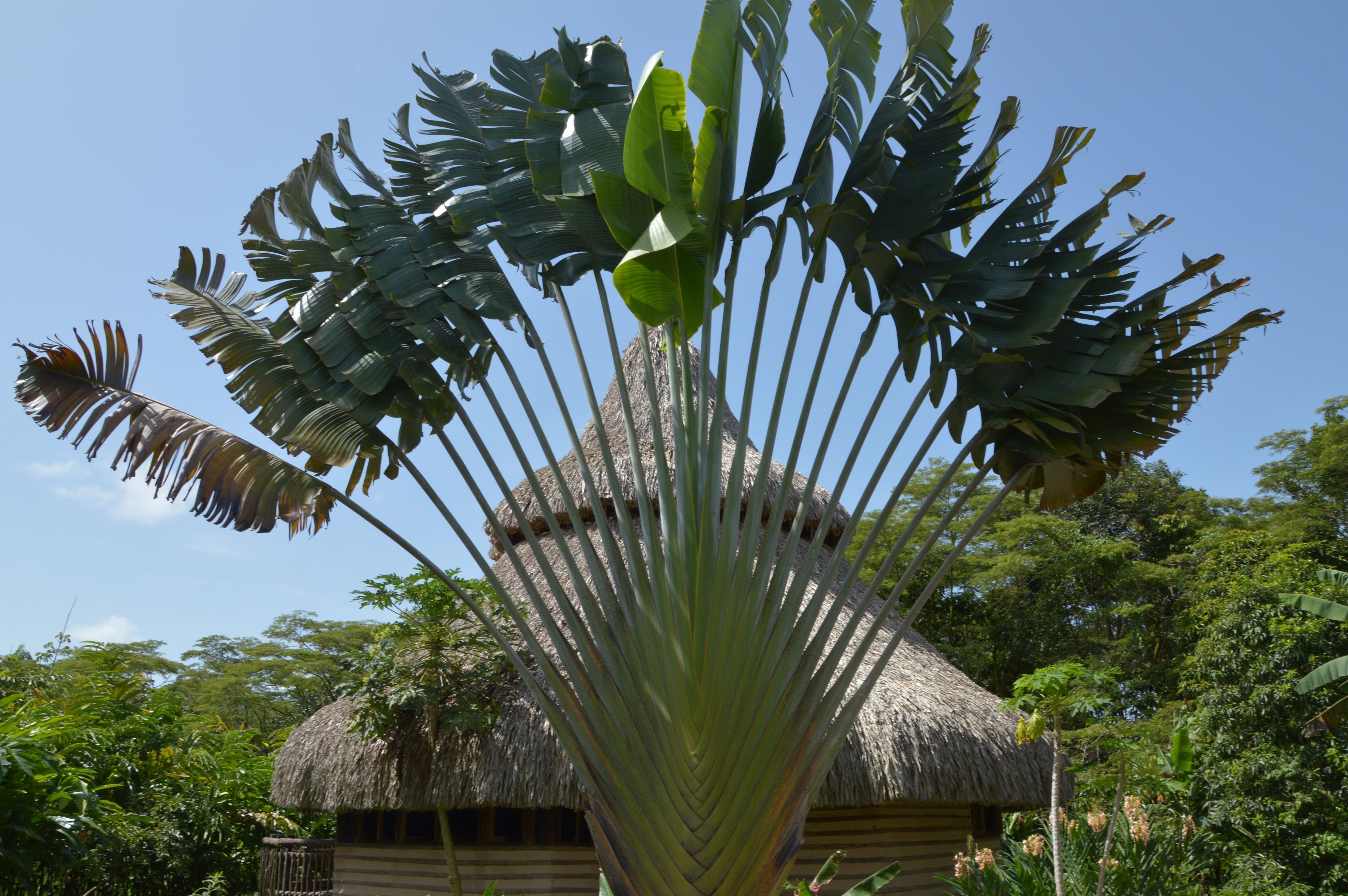 A large plant with broad leaves and a thatched-roof structure in the background.