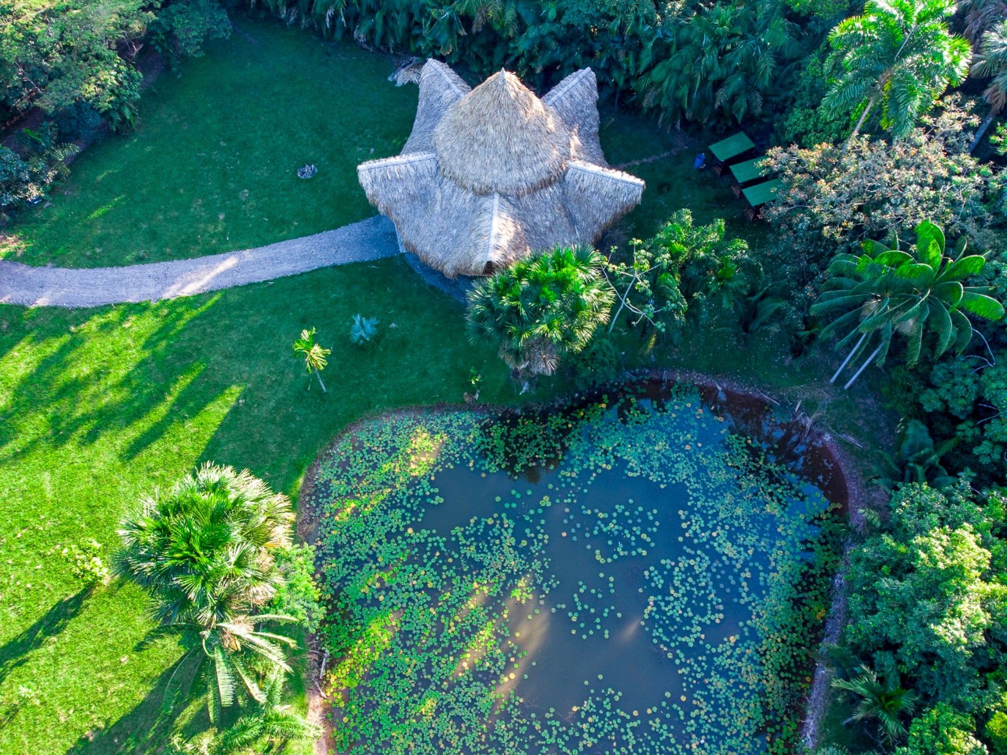 Um jardim com uma construção de colmo, um lago com folhas de lírio e diversas plantas tropicais.