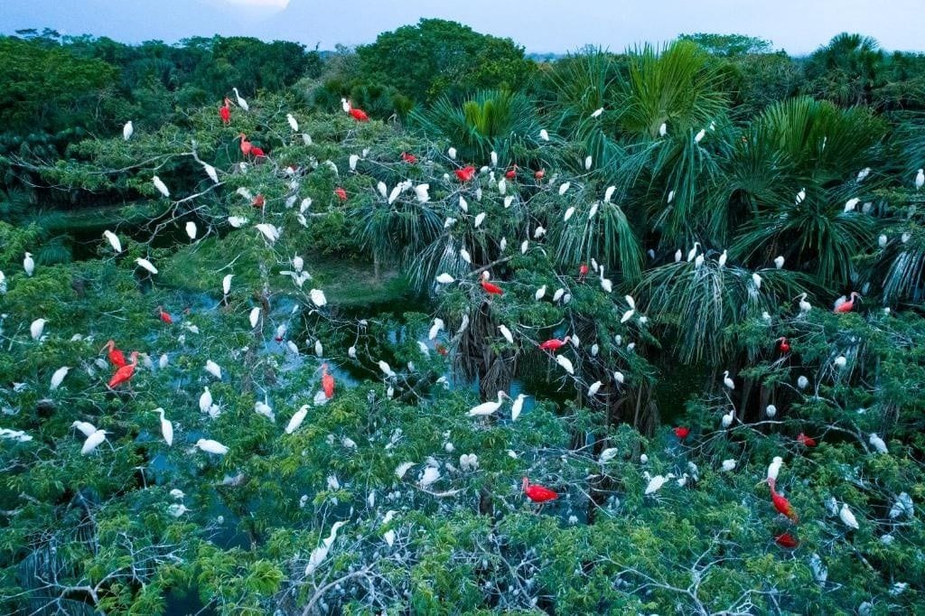 Un denso bosque tropical con numerosos pájaros blancos y rojos posados en los árboles.