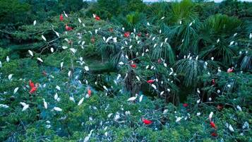 Un denso bosque tropical con numerosos pájaros blancos y rojos posados en los árboles.