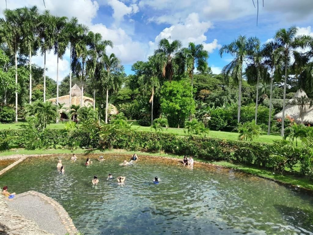 Una piscina rodeada de exuberante vegetación y palmeras.