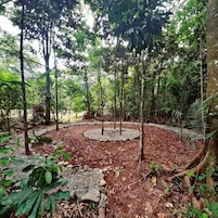 A forested area with a circular stone pathway surrounded by trees and vegetation.