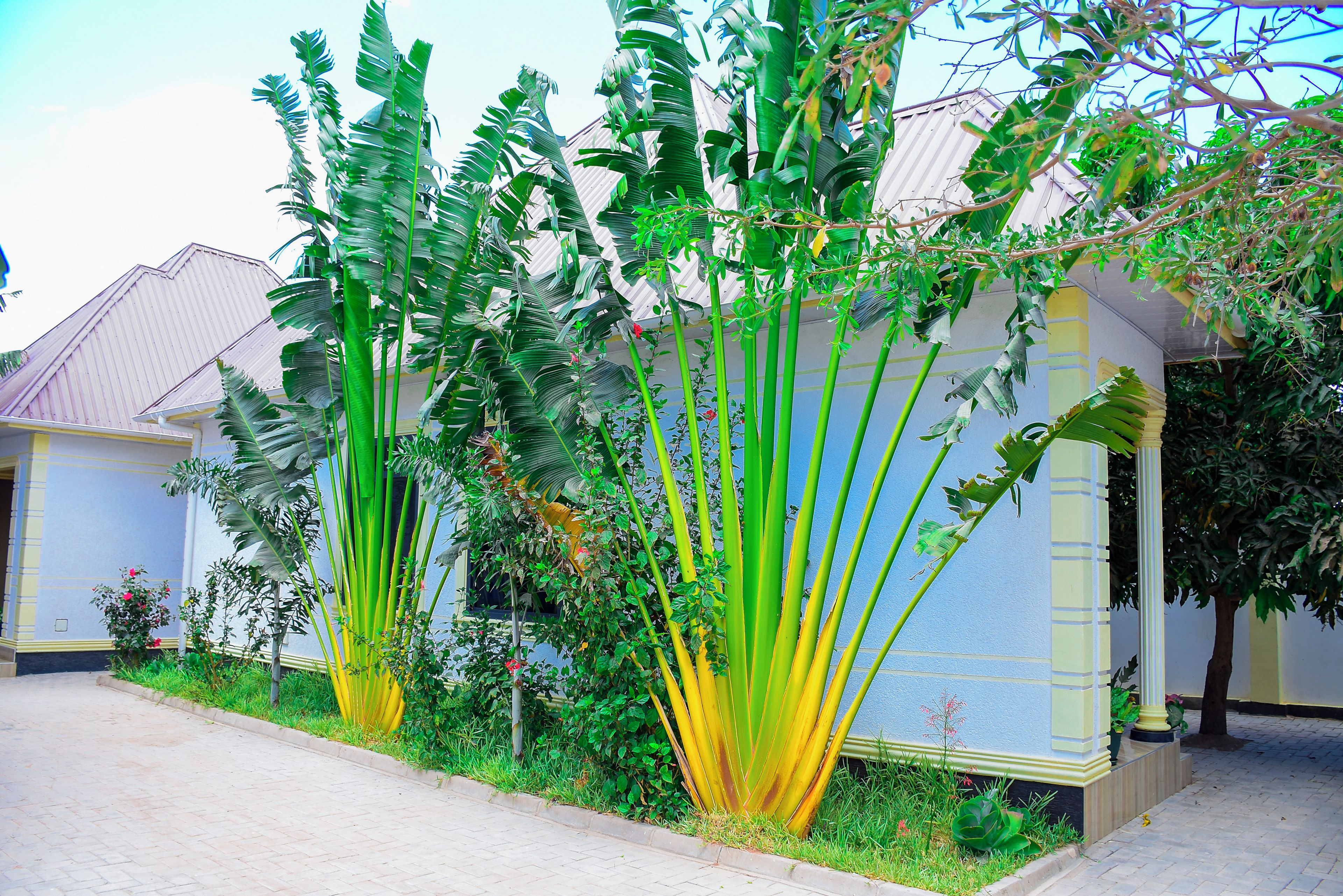 A residential area with a row of tall banana plants and a house with a corrugated metal roof.