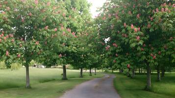 A pathway flanked by trees with pink flowers, leading through a grassy area.