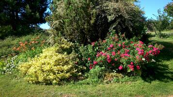 Ein Garten mit verschiedenen blühenden Pflanzen und Bäumen.