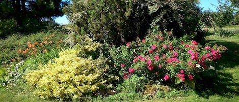 Un jardín con diversas plantas florecientes y árboles.