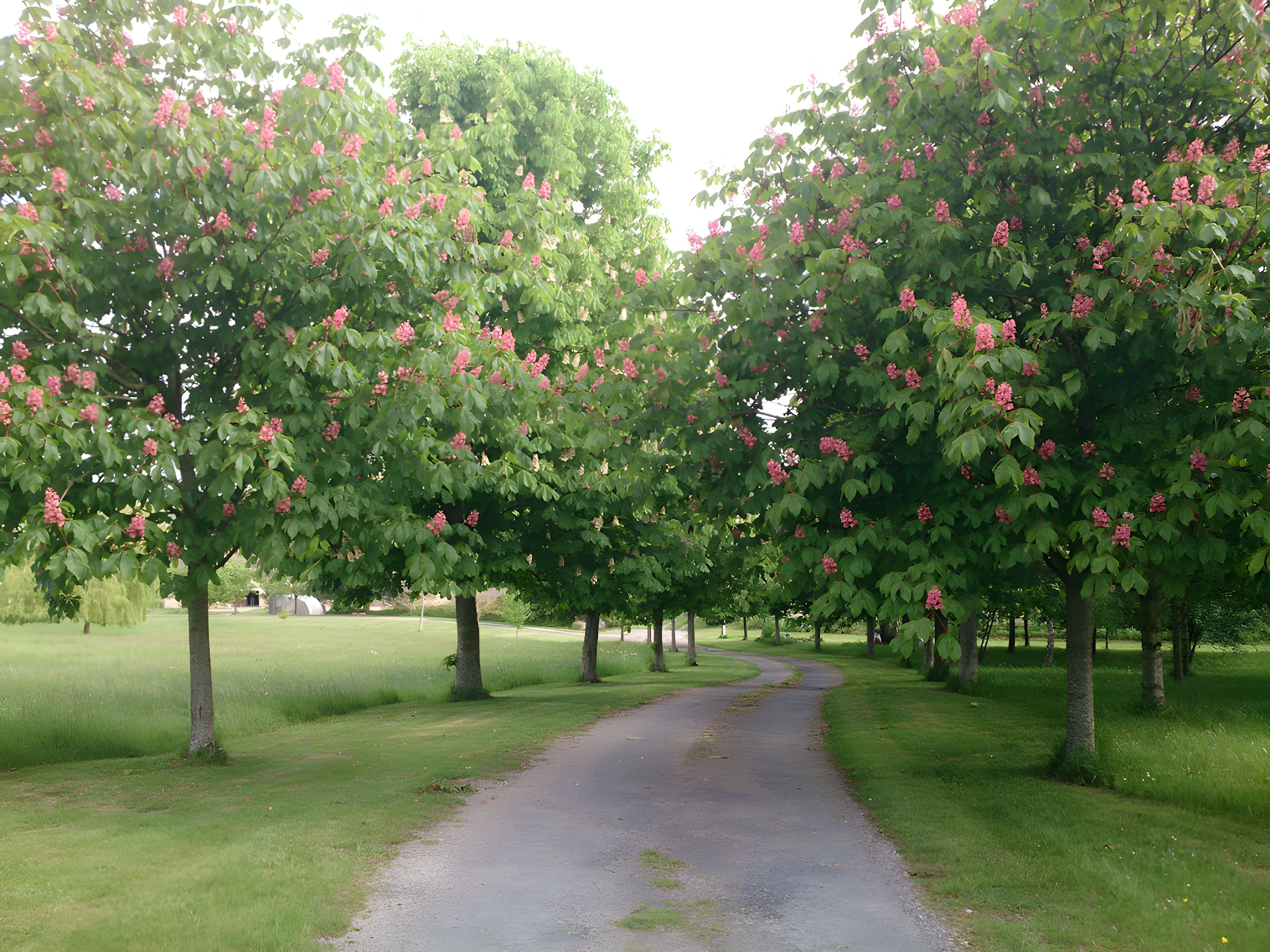 Un sentier bordé d’arbres aux fleurs roses, qui traverse une zone herbeuse.
