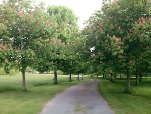Un sentier bordé d’arbres aux fleurs roses, qui traverse une zone herbeuse.