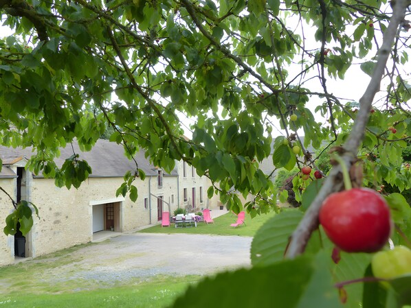 Un barrio residencial con una casa, un camino de entrada y un árbol con frutos rojos.