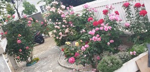 Un jardin agrémenté de diverses plantes à fleurs et doté d’un chemin pavé.