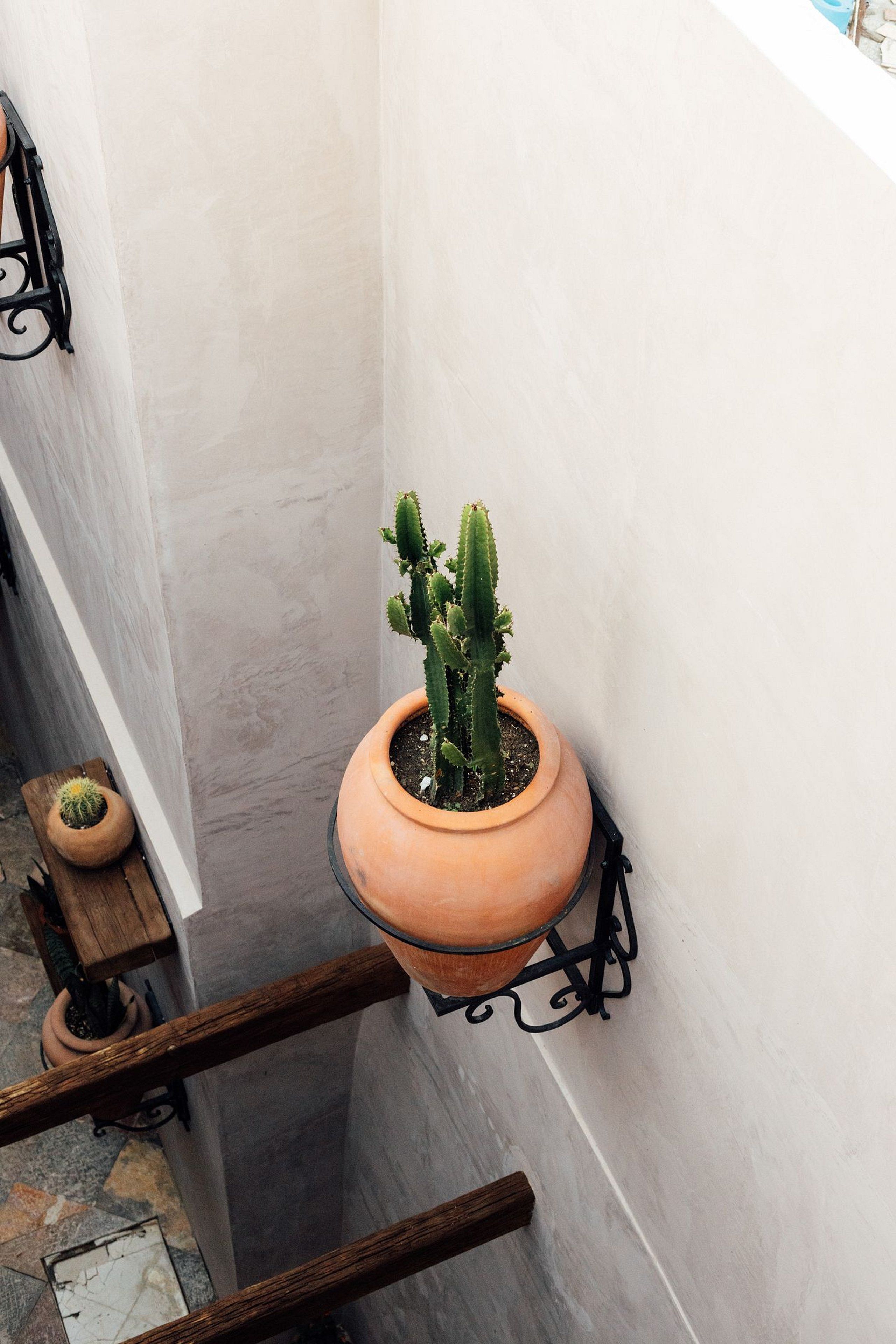 A terracotta pot with a cactus on a black metal stand against a white wall.