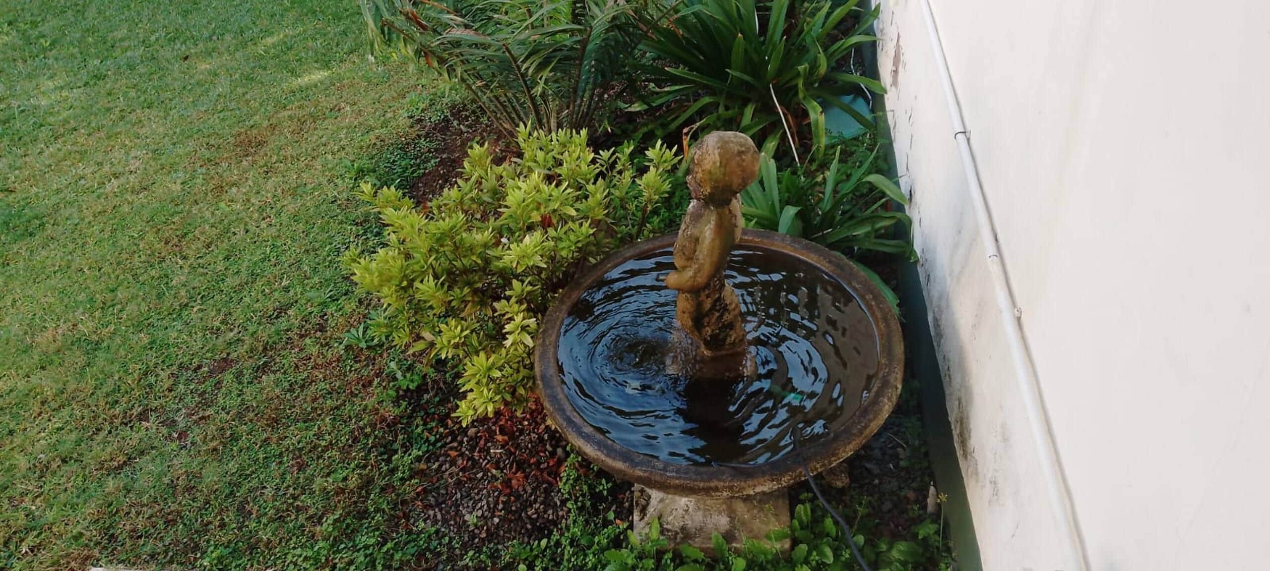 Un abreuvoir à oiseaux au design rustique, entouré d’une zone herbeuse et de différentes plantes.