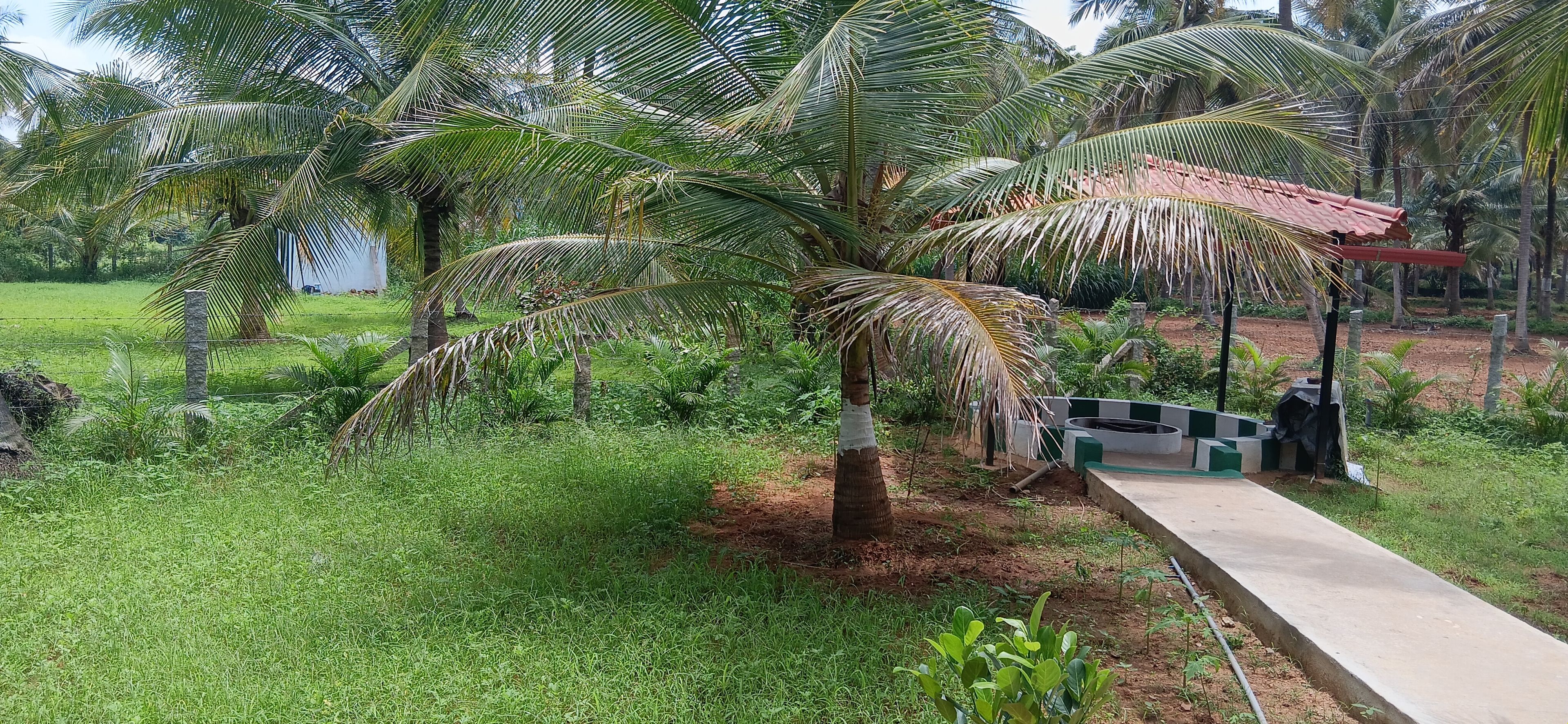 A garden with palm trees, a concrete pathway, and a small structure with a red roof.