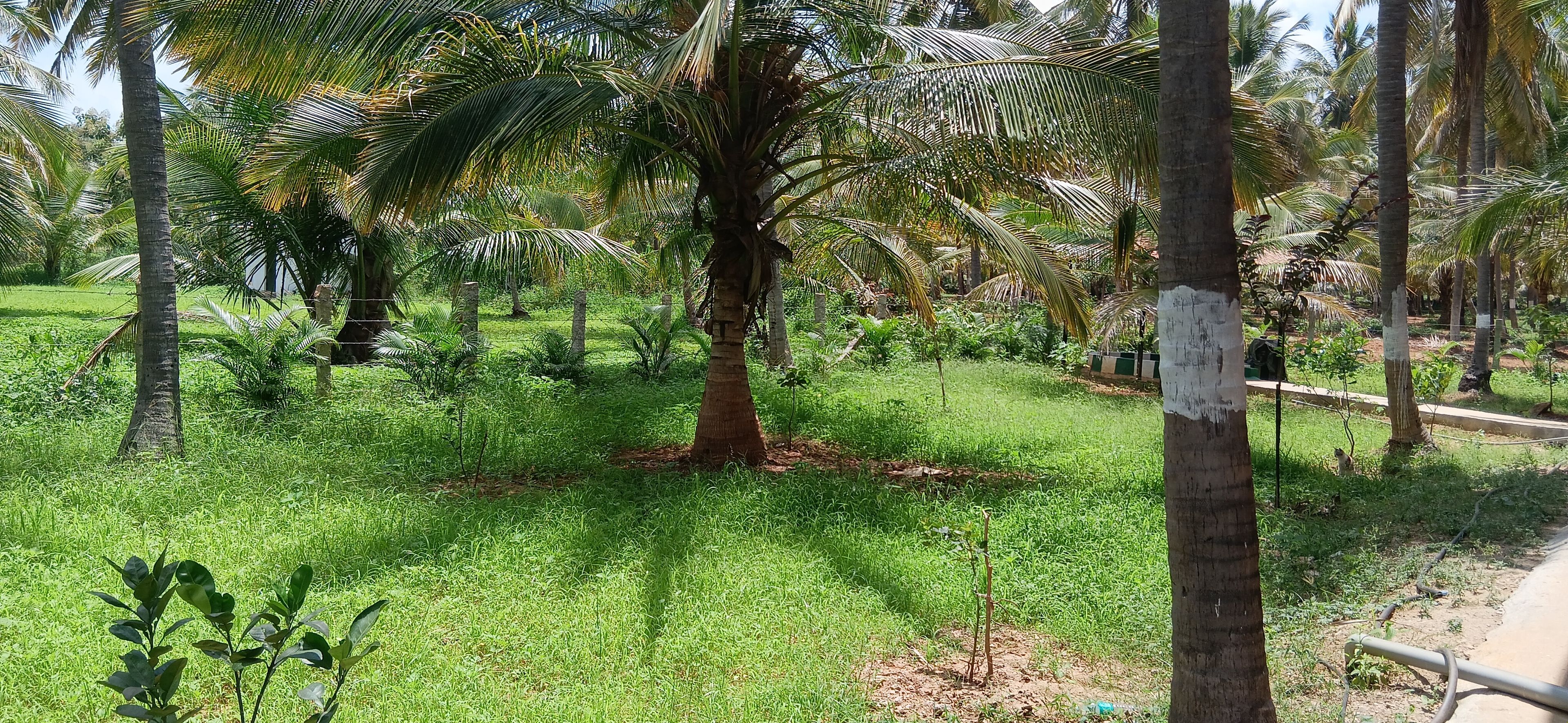 A lush garden with palm trees and a variety of greenery.