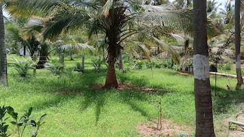 A lush garden with palm trees and a variety of greenery.