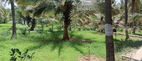 A lush garden with palm trees and a variety of greenery.