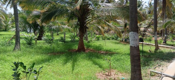 A lush garden with palm trees and a variety of greenery.