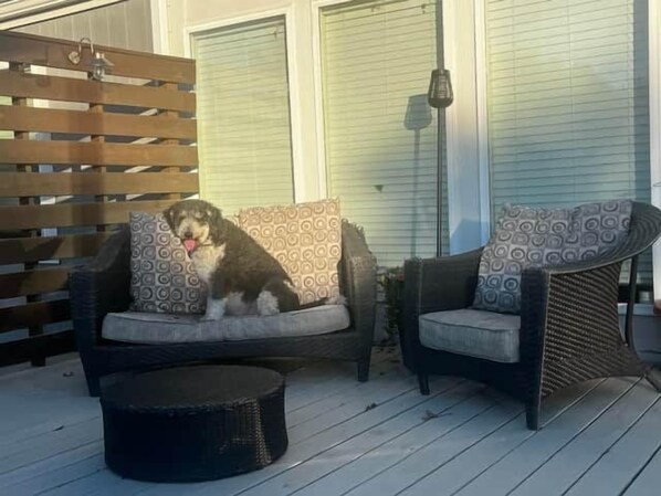 A dog sitting on a cushioned outdoor sofa with patterned cushions, a wicker chair with a cushion, and a small round table in front of a wooden deck.