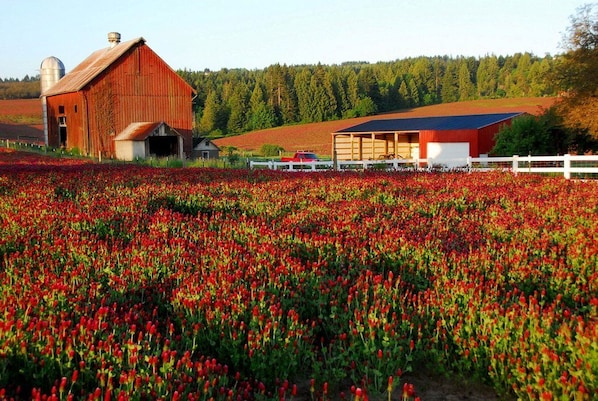 A barn and a red building with a white fence in a field of red flowers.