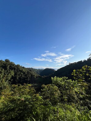 Um vale verdejante e exuberante, com folhagem densa e céu azul límpido.