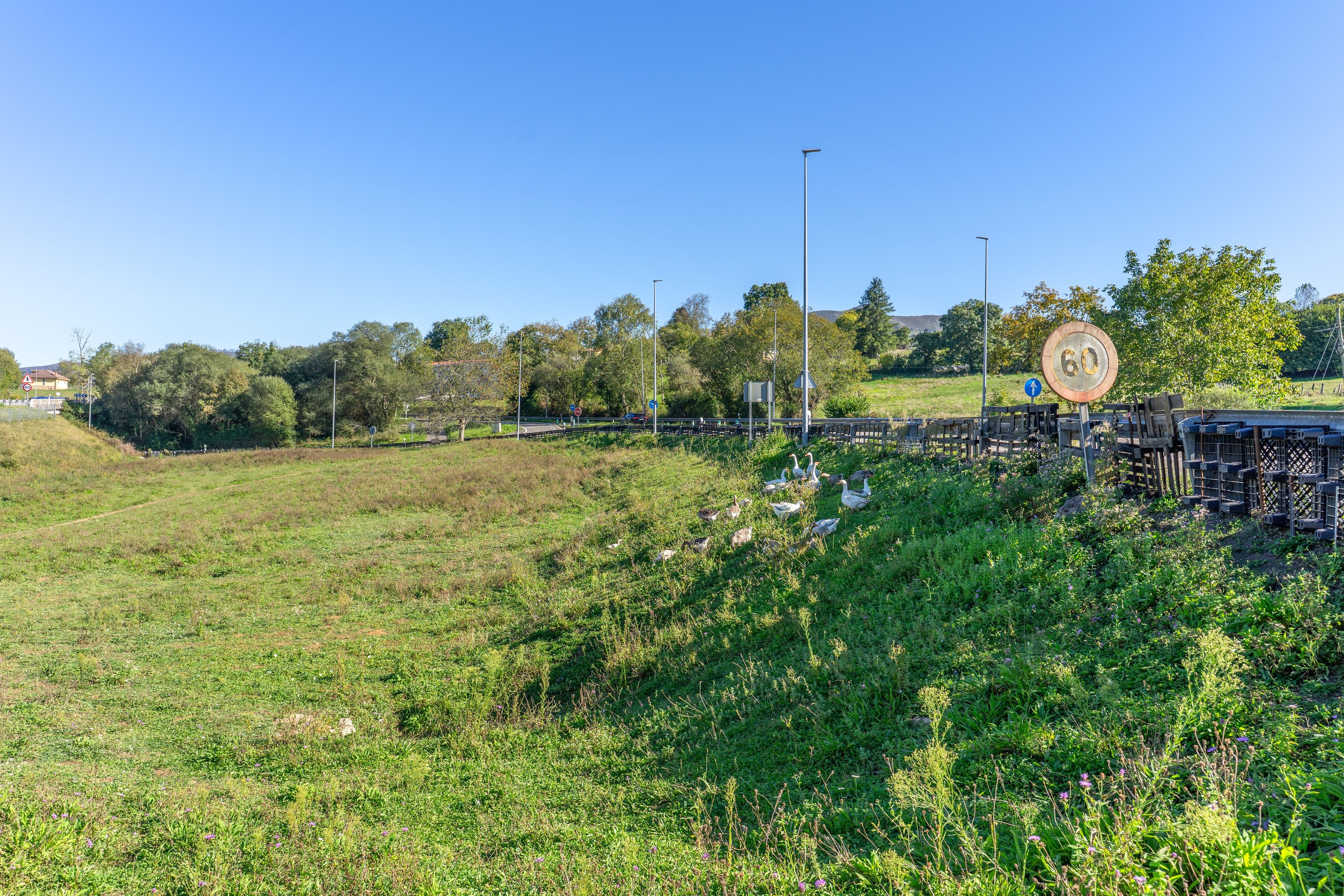 A grassy field with a speed limit sign and a pedestrian crossing.