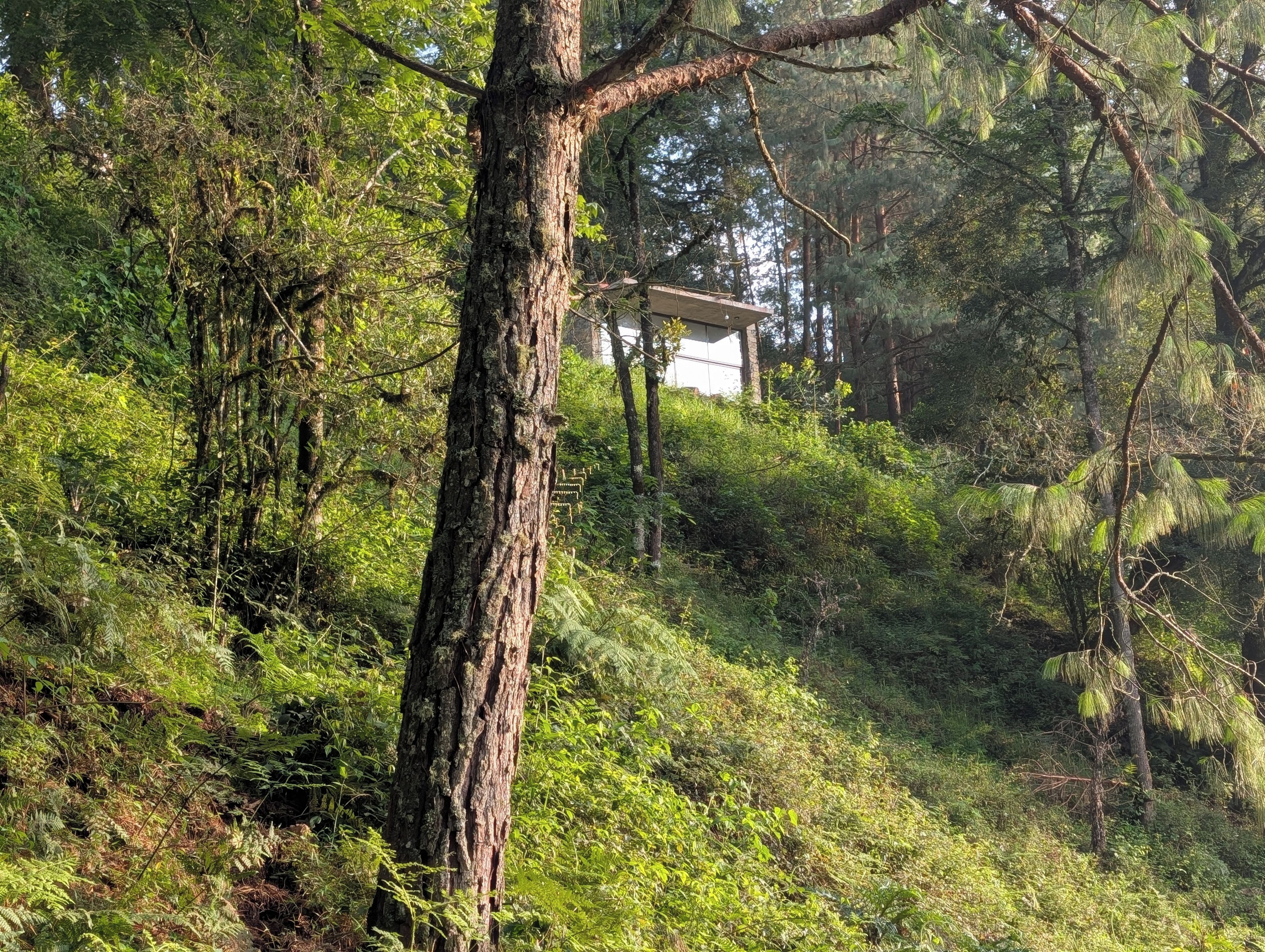 A natural setting with dense foliage and a structure that appears to be a small building or shelter.
