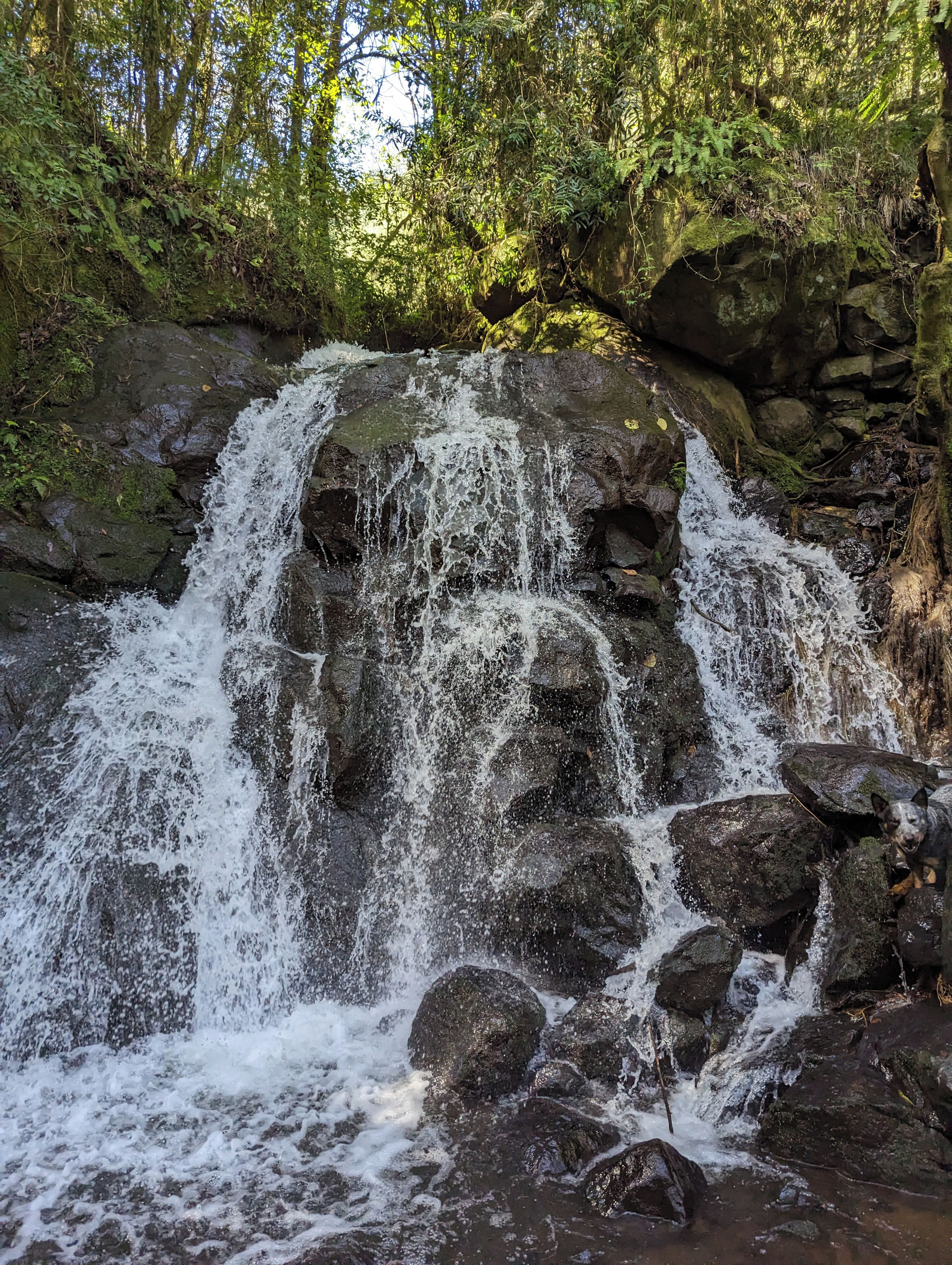 Una cascada que se precipita sobre rocas en una zona boscosa.