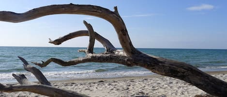 A beach scene with a fallen tree trunk in the foreground and the ocean in the background.