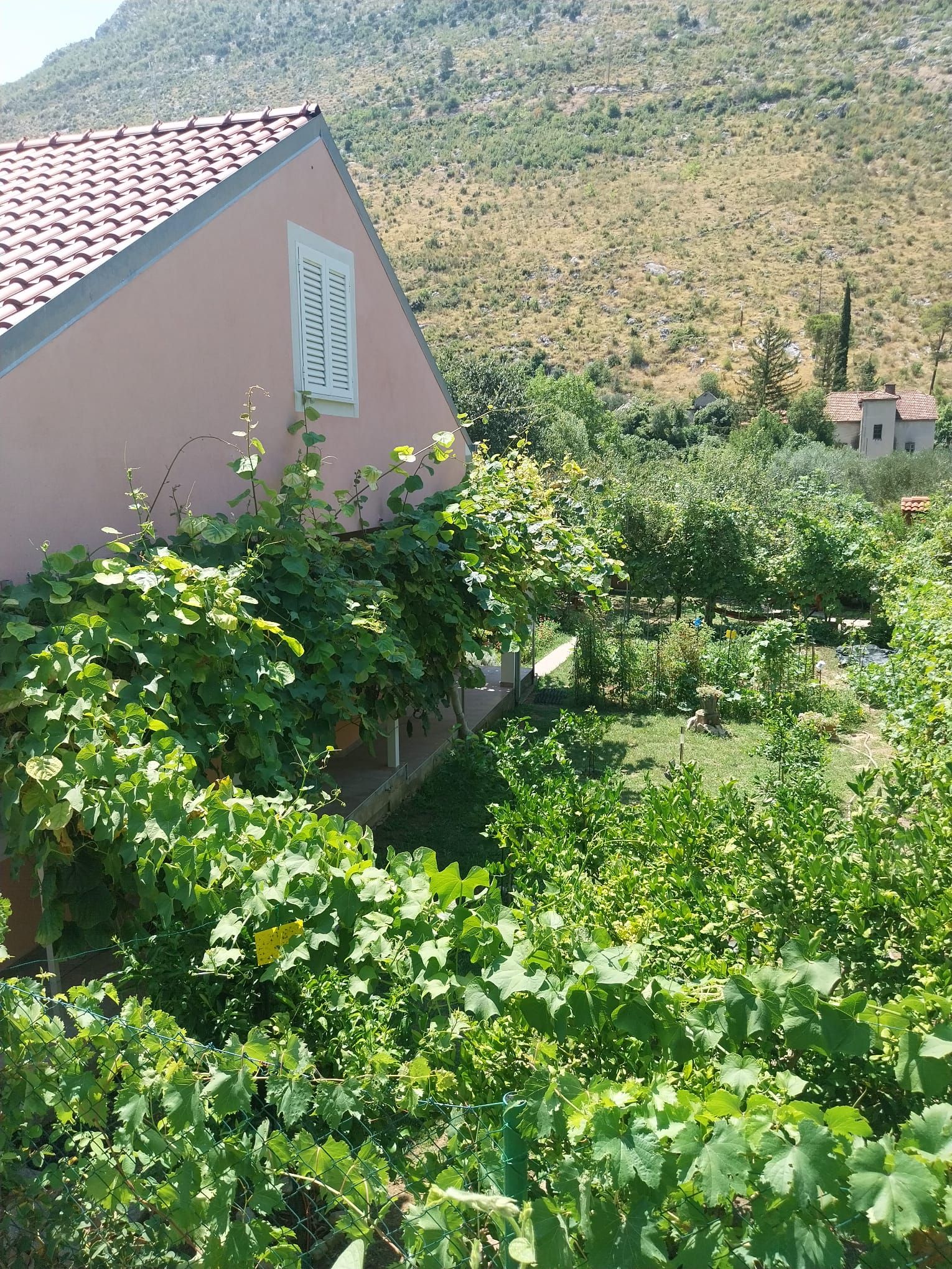 Un bâtiment doté d’un toit en tuiles et d’un jardin où poussent des vignes.