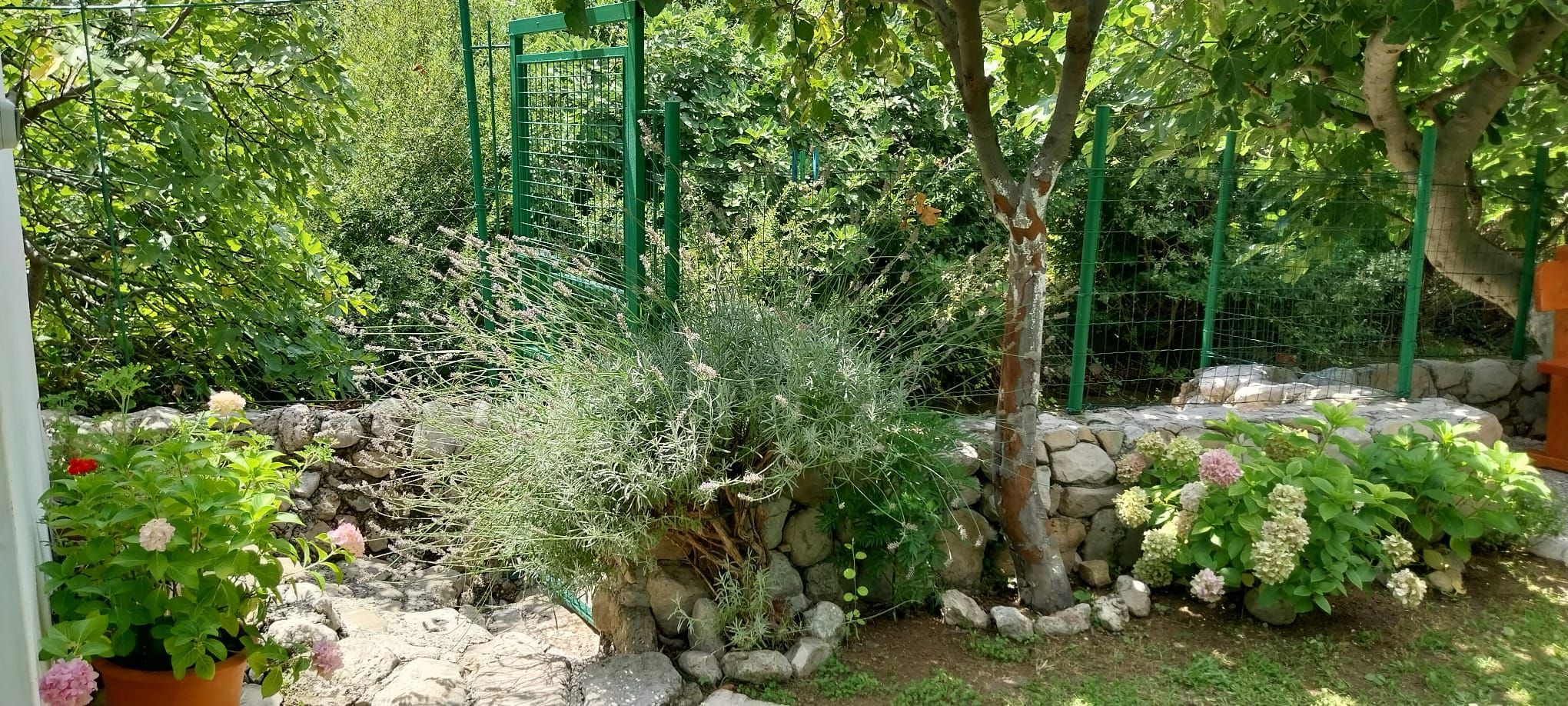 A garden with a stone wall, various plants, and a green trellis structure.