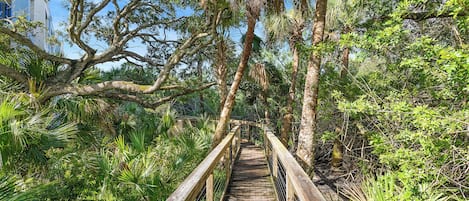 A wooden boardwalk through a lush, green forest with tall trees and dense foliage.