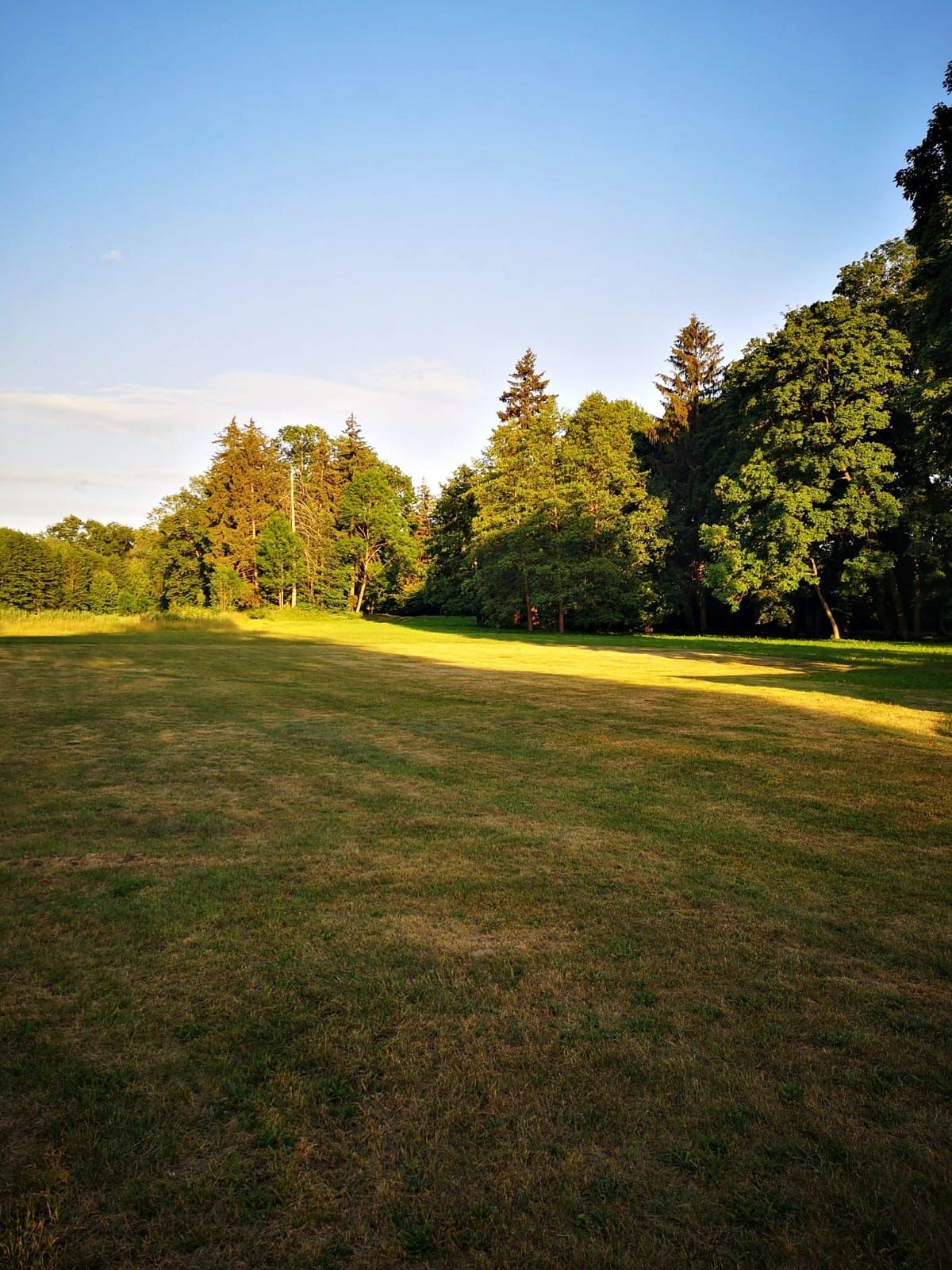 A grassy field with trees in the background.