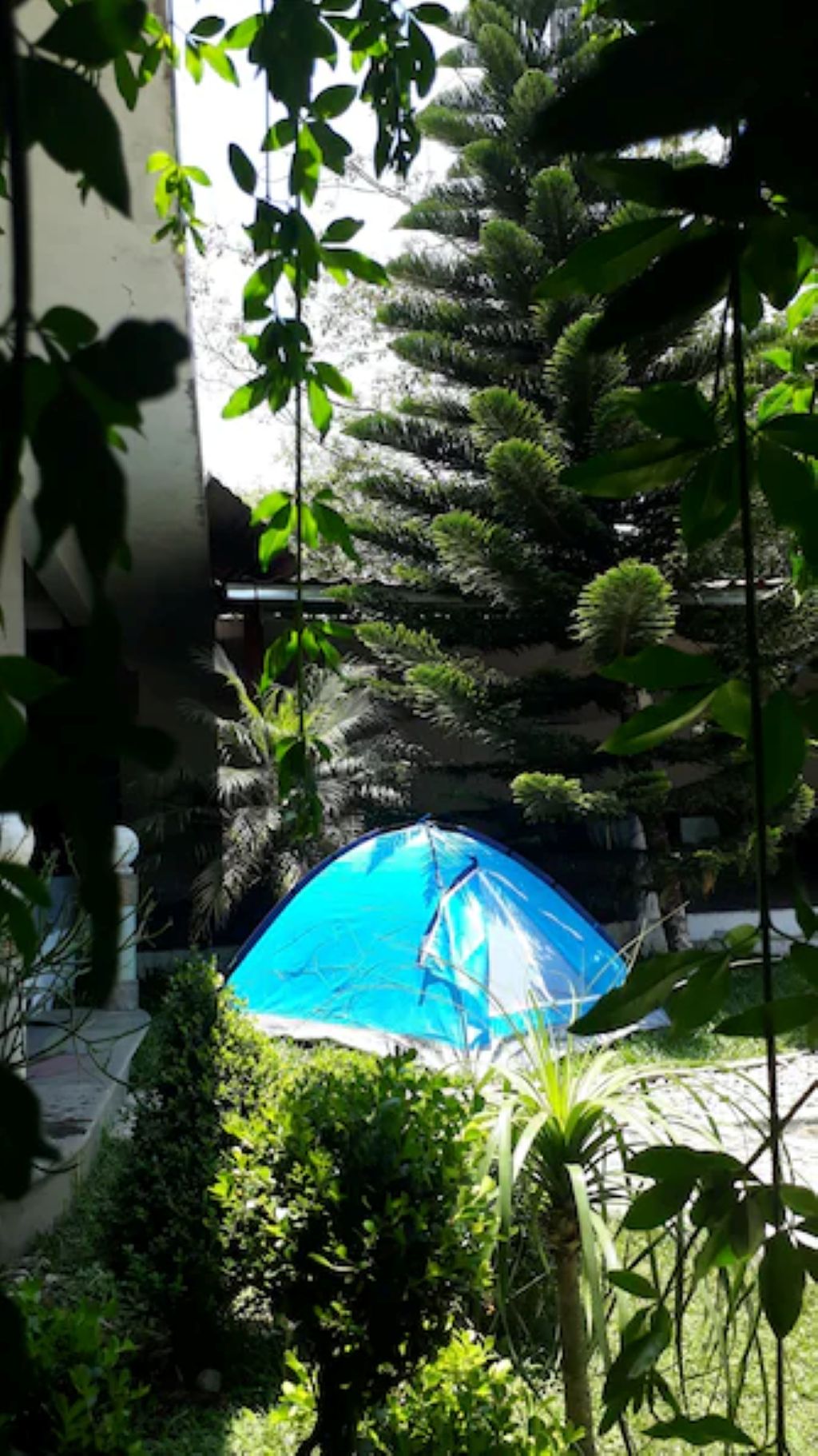 Un parapluie bleu dans un jardin à la végétation luxuriante, avec un bâtiment en arrière-plan.