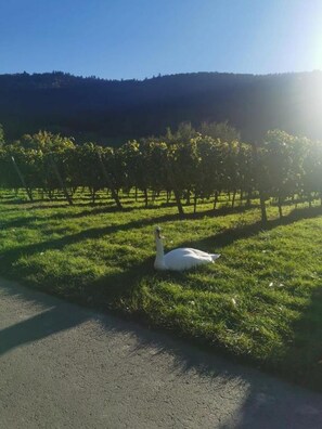 A swan on a grassy field with a vineyard in the background.