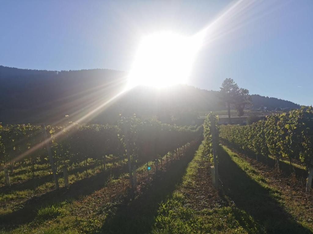 A vineyard with rows of grapevines under a clear sky.