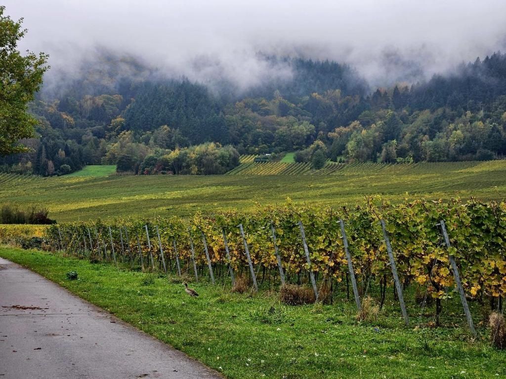 Ein Weinberg mit Reihen von Reben und einem Pfad, der hindurchführt.