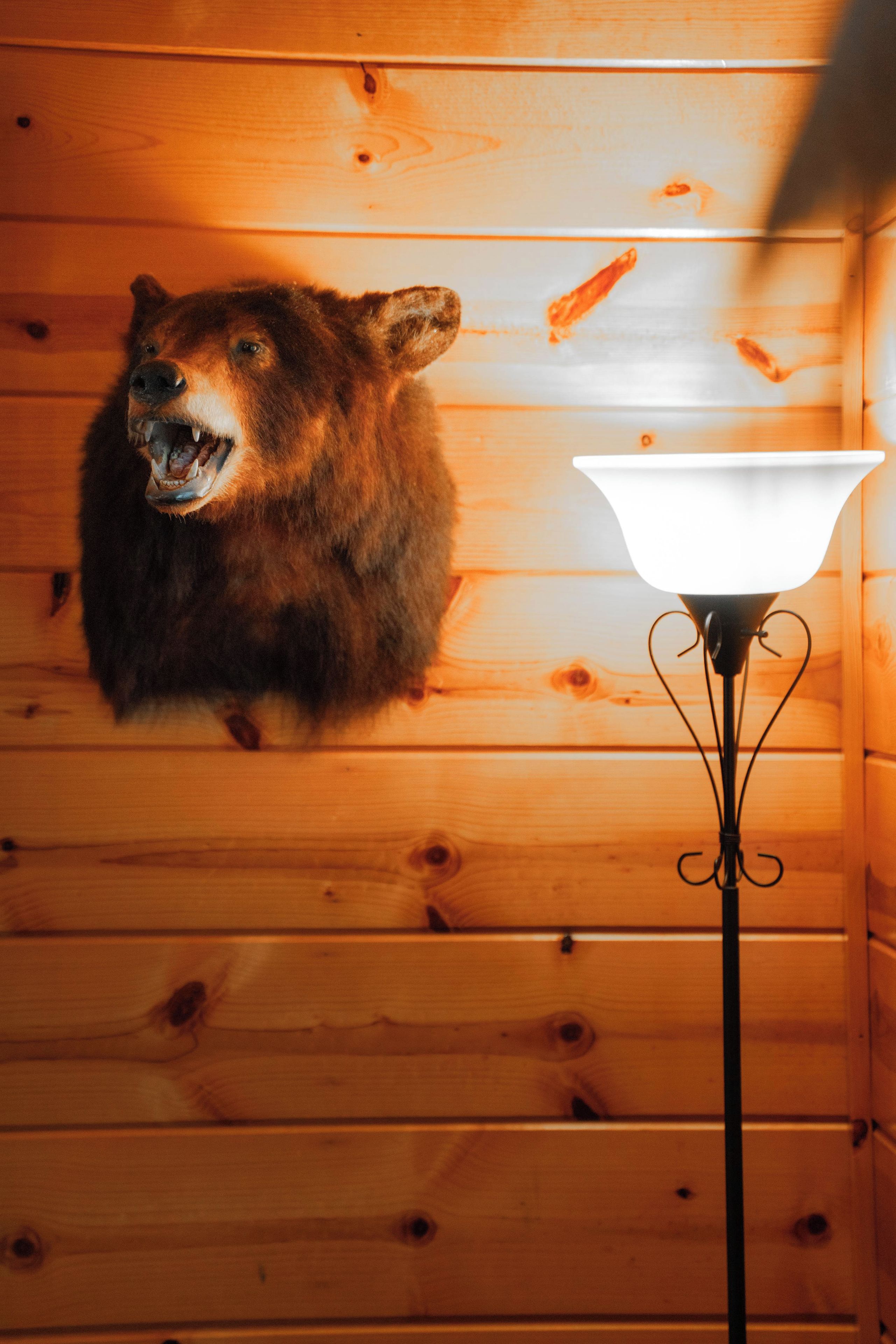 Cabeza de oso montada en una pared de madera, una lámpara y un suelo de madera.