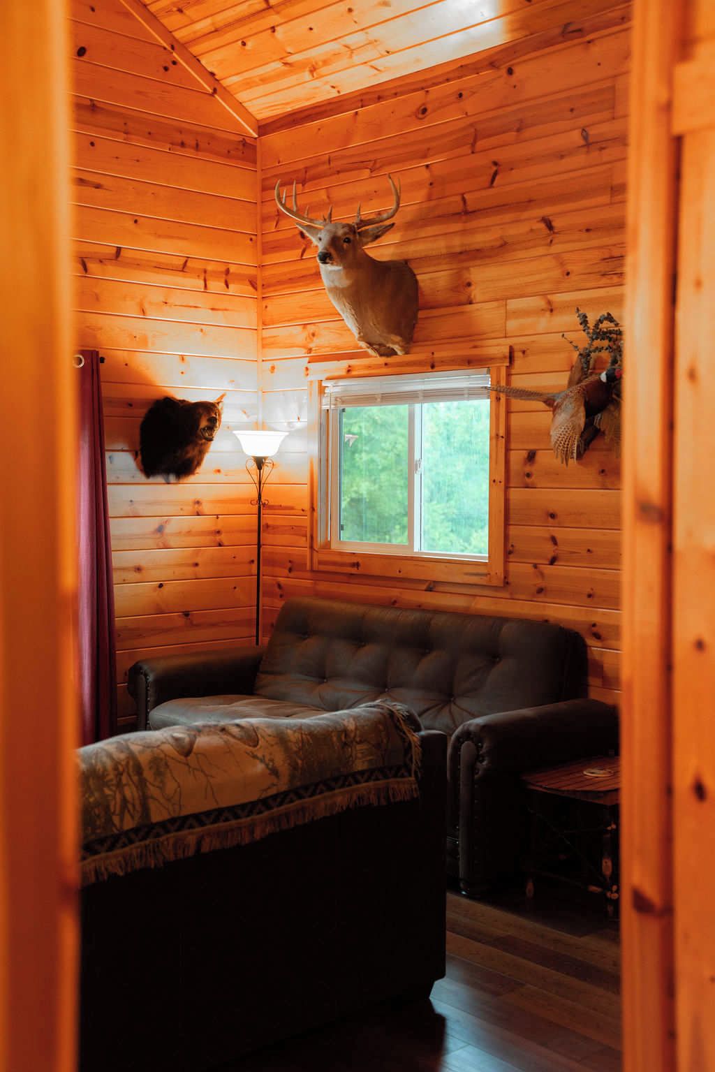 A cabin interior with a deer head mounted on the wall, a cat, a tufted sofa, and a window with a view of greenery.