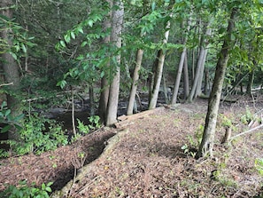 A forested area with a stream, trees, and a fallen log.