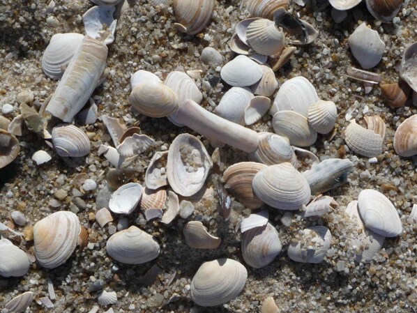 A collection of seashells and a bone on a sandy beach. - 4 in the Friesenhof - Starfish (St. Peter-Ording)