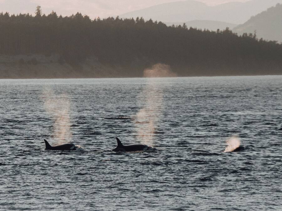 Dos orcas nadan en un cuerpo de agua con montañas y un bosque al fondo.