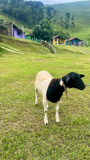 A goat grazing in a grassy field with houses in the background.