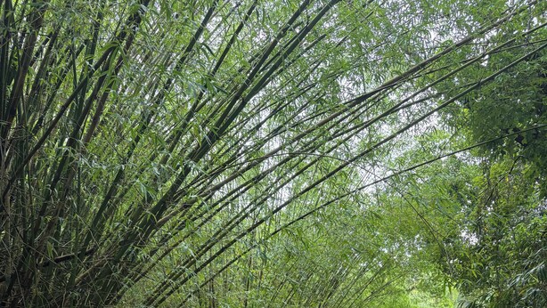A paved path surrounded by dense bamboo foliage. - Container home on bamboo farm with AC near Disney (Kissimmee)
