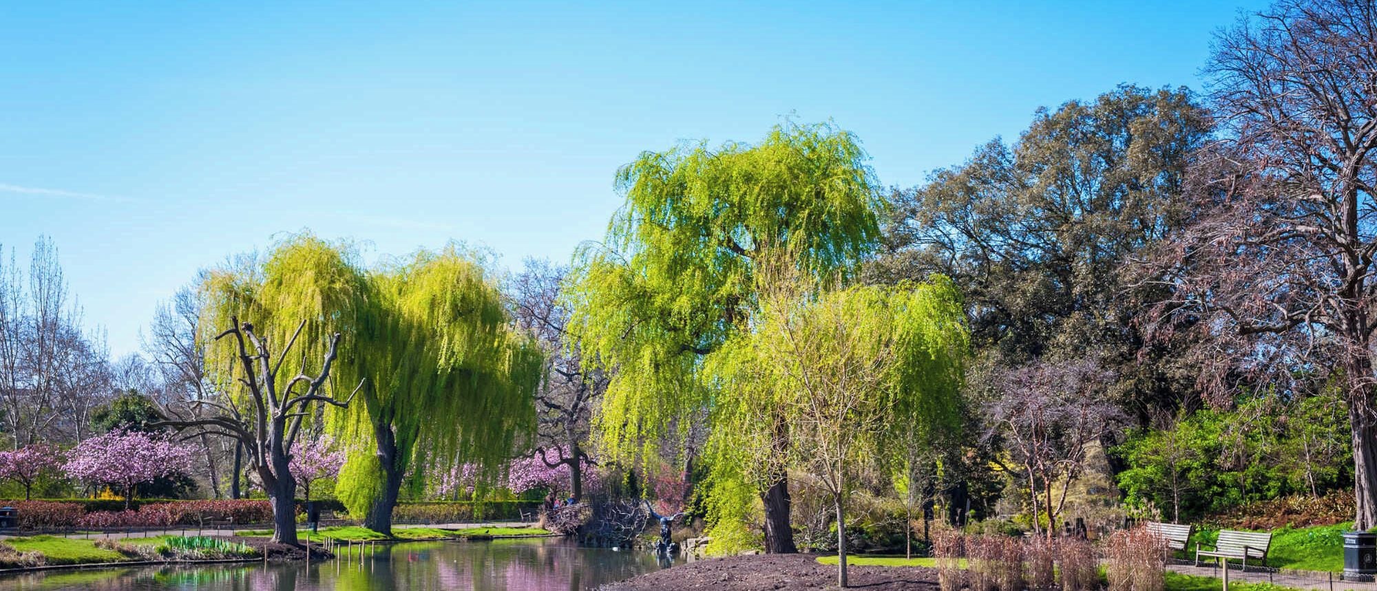 Un parc avec un étang, des arbres et un banc.