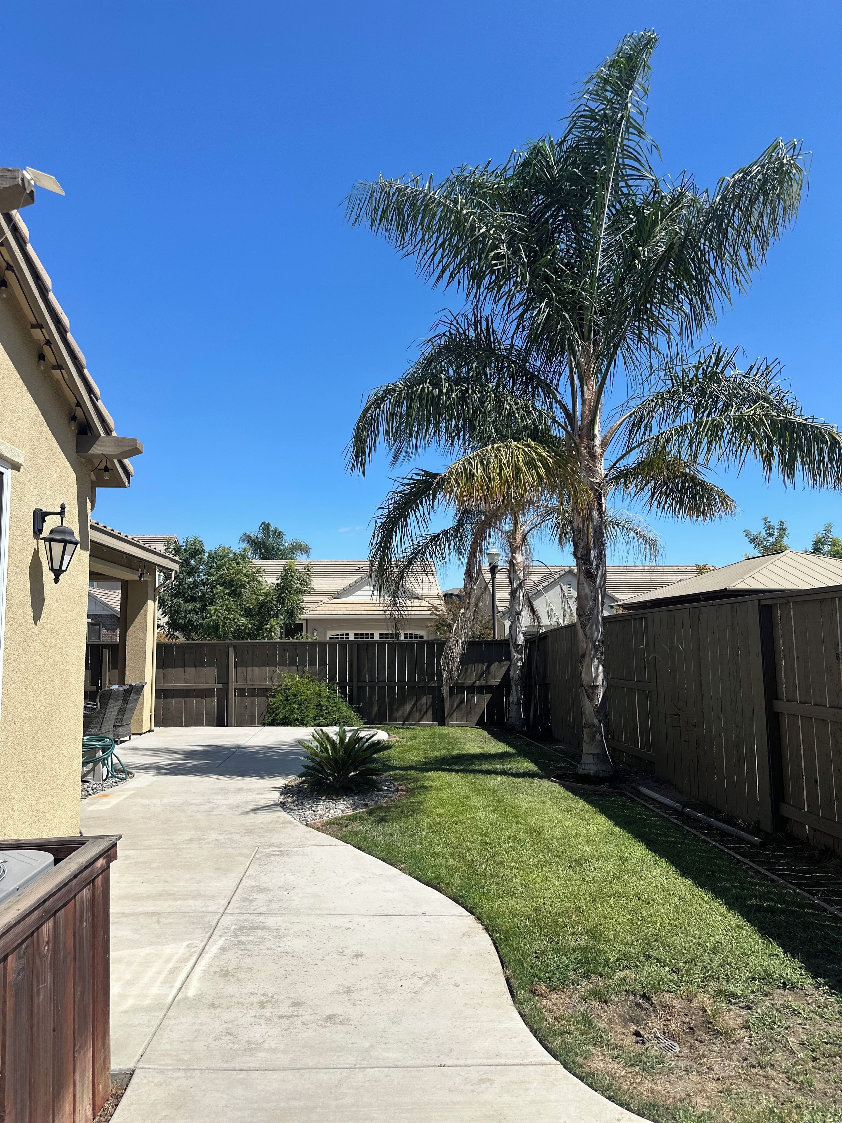 A residential backyard with a palm tree, a concrete pathway, and a wooden fence.